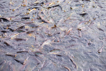 Many pictures of fish on the water surface