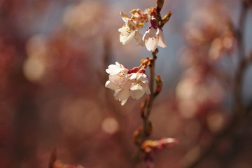桜の開花