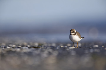 A juvenile common ringed plover (Charadrius hiaticula) resting and foraging during migration on the beach of Usedom Germany.