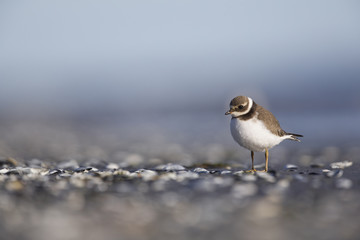 A juvenile common ringed plover (Charadrius hiaticula) resting and foraging during migration on the beach of Usedom Germany.