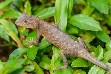 Chameleon on green glass