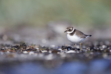 A juvenile common ringed plover (Charadrius hiaticula) resting and foraging during migration on the beach of Usedom Germany.