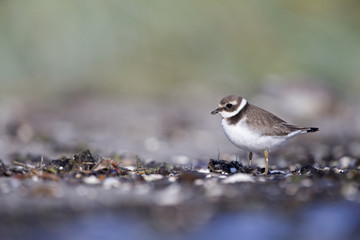A juvenile common ringed plover (Charadrius hiaticula) resting and foraging during migration on the beach of Usedom Germany.