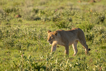 A lion cub ( Panthera Leo) walking in the morning light in the savannah, South Africa.