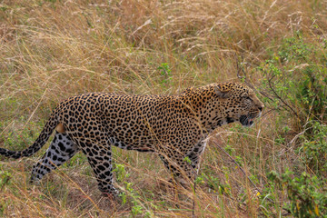Male Leopard stalking through long grass