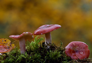 Russula mushroom with red hat in the forest