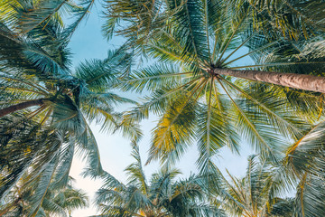 Palm trees against blue sky, palm trees at tropical coast, vintage toned and stylized, coconut tree, summer tree, retro