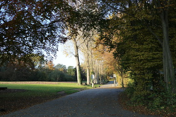 arboles bosques arrollos 