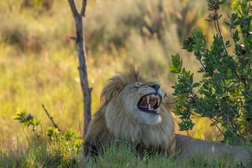Portrait of a roaring male lion ( Panthera Leo), Welgevonden Game Reserve, South Africa.
