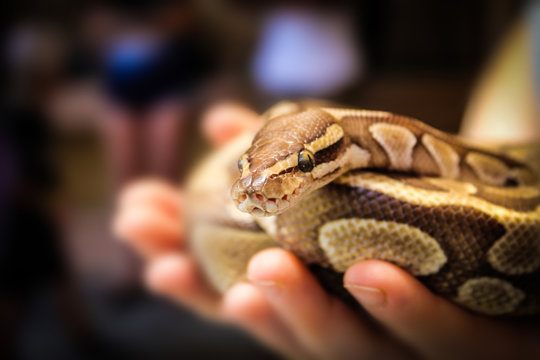 python on female hands