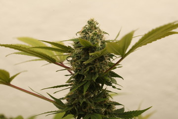 medical marijuana growing cannabis plants