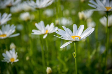 One Daisy in focus on backdrop of other.