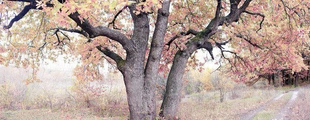 old oak in the autumn forest