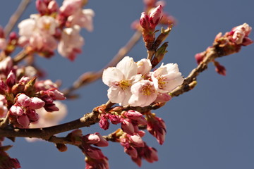 桜の開花