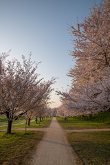 Obraz premium 権現堂公園