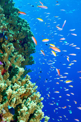 Fototapeta na wymiar Colorful tropical fish 