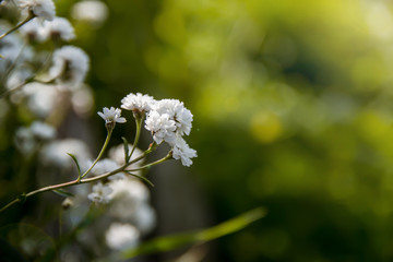Sprig of white baby's breath.