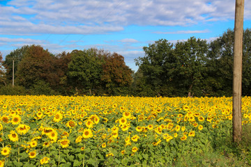 Field of sunflowers in sunshine and a blue sky at background