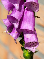 Pink flowers of Foxglove (Digitalis purpurea)  close-up © roelmeijer