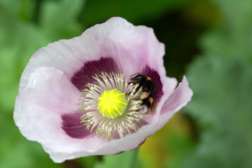 Flower of Opium Poppy (Papaver somniferum)