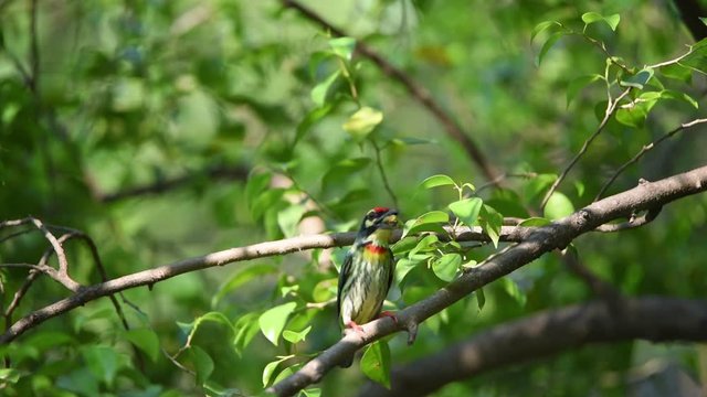 Bird (Coppersmith barbet, Crimson-breasted barbet, Coppersmith, Megalaima haemacephala) yellow, green and red color perched on a tree in a nature wild