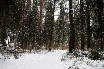 Winter landscape of country fields and roads