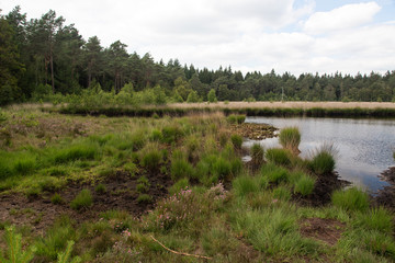 Mere in forest, Drenthe, Netherlands