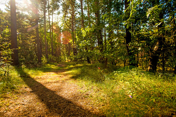 forest in Poland, small path with light and shadow