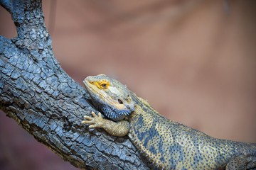 agama desert, background, closeup, bearded, scale wood beige dragon zoology