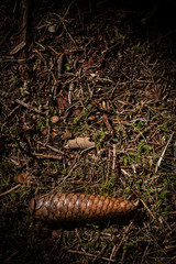 pine cone