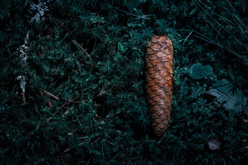 pine cone