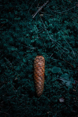 pine cone