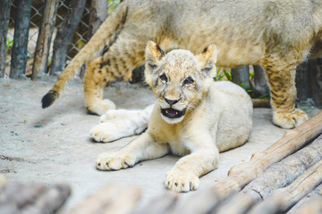 Young lion smile and lying with friends at the zoo in Vietnam