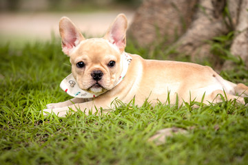 Cute puppy french bulldog in summer park.