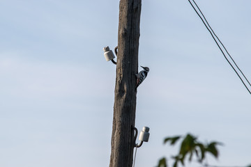 Red-headed woodpecker on an old wooden post of an electric network.