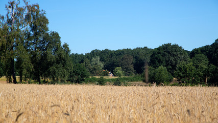 Obraz premium Typical landscape of eastern part of Dutch province Overijssel