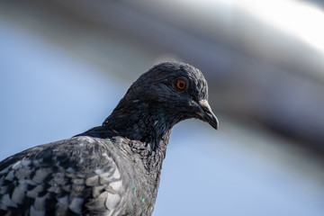Gray pigeon close-up.