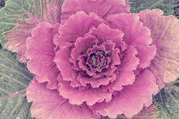 Colorful cabbage kale with decorative ornamental leaves in green to purple shades and flower like...