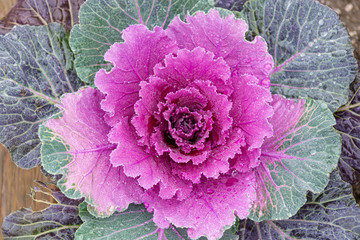 Colorful cabbage kale with decorative ornamental leaves in green to purple shades and flower like look.