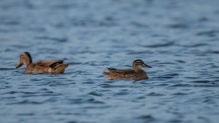 Canard Colvert et Sarcelle d'été