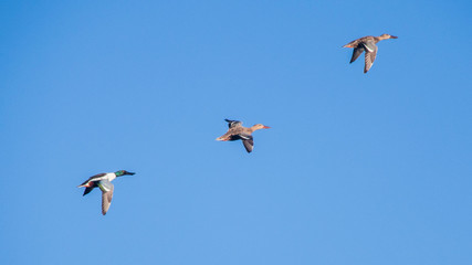 Canard Souchet
