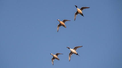 Canard Pilet