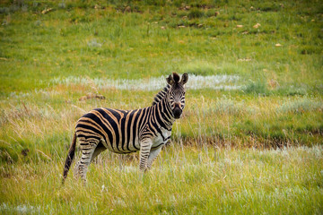 Zebra, Südafrika