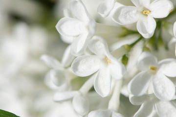 Macro photo of beautiful flowers of blooming lilac in spring