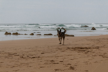 a dog enjoying on Barrika beach in Biscay