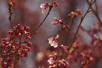 桜の開花