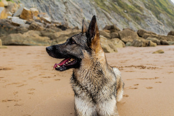 a dog enjoying on Barrika beach in Biscay