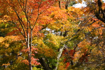 紅葉の風景