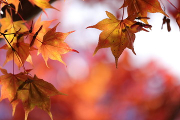 紅葉の風景