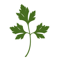 Green fresh parsley leaf. Isolated on white background. Vector illustration.